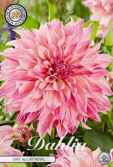 Dahlia Decorative Cafe au Lait Royal - Svedberga Plantskola AB - Köp växter Online med hemleverans.
