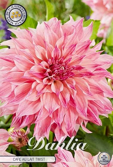 Dahlia Decorative Cafe au Lait Twist (Nyhet) - Svedberga Plantskola AB - Köp växter Online med hemleverans.