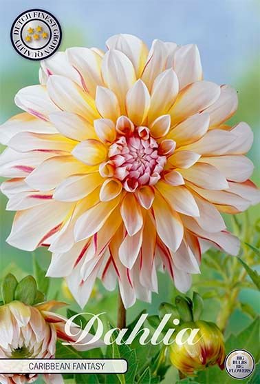 Dahlia Decorative Caribbean fantasy - Svedberga Plantskola AB - Köp växter Online med hemleverans.