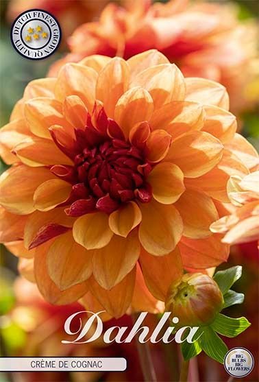 Dahlia Decorative Creme de Cognac (Nyhet) - Svedberga Plantskola AB - Köp växter Online med hemleverans.