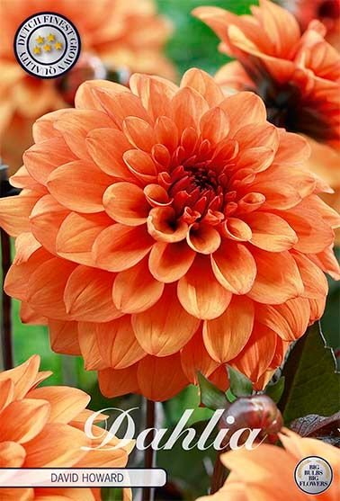 Dahlia Decorative David Howard - Svedberga Plantskola AB - Köp växter Online med hemleverans.