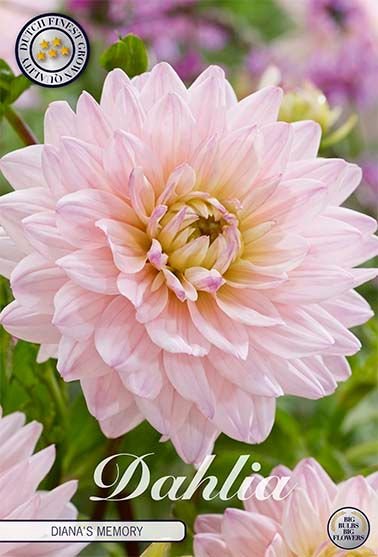 Dahlia Decorative Diana's Memory - Svedberga Plantskola AB - Köp växter Online med hemleverans.