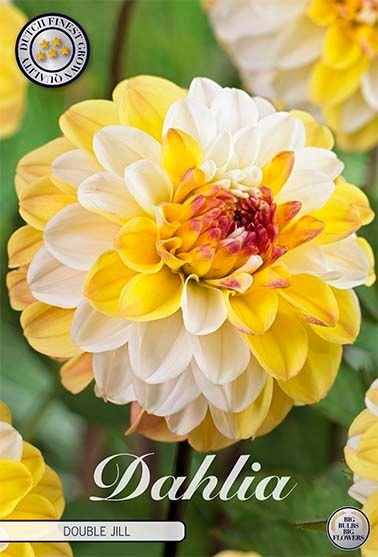 Dahlia Decorative Double Jill - Svedberga Plantskola AB - Köp växter Online med hemleverans.