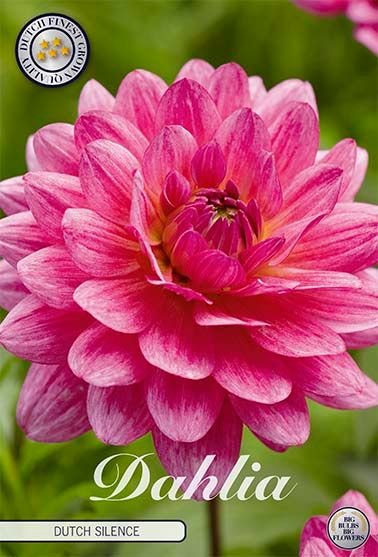 Dahlia Decorative Dutch Silence - Svedberga Plantskola AB - Köp växter Online med hemleverans.