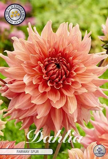 Dahlia Decorative Fairway Spur - Svedberga Plantskola AB - Köp växter Online med hemleverans.