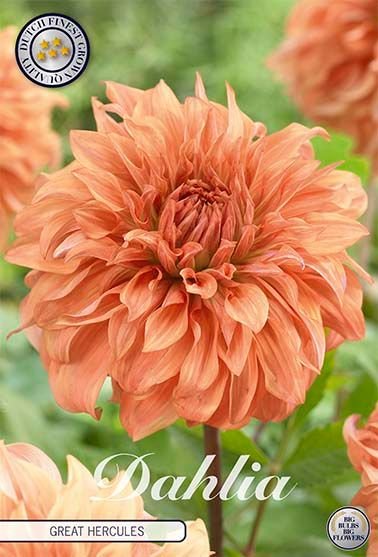 Dahlia Decorative Great Hercules - Svedberga Plantskola AB - Köp växter Online med hemleverans.