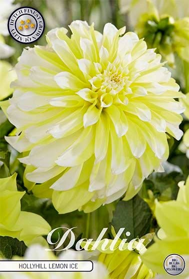 Dahlia Decorative Hollyhill Lemon Ice - Svedberga Plantskola AB - Köp växter Online med hemleverans.