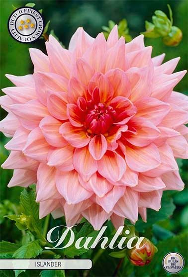 Dahlia Decorative Islander - Svedberga Plantskola AB - Köp växter Online med hemleverans.