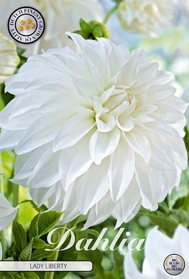 Dahlia Decorative Lady Liberty - Svedberga Plantskola AB - Köp växter Online med hemleverans.