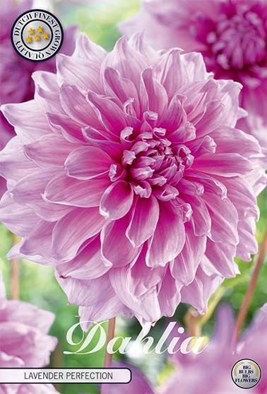 Dahlia Decorative Lavender Perfection - Svedberga Plantskola AB - Köp växter Online med hemleverans.
