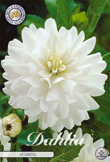 Dahlia Decorative Le Castle - Svedberga Plantskola AB - Köp växter Online med hemleverans.