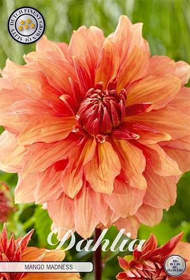 Dahlia Decorative Mango Madness - Svedberga Plantskola AB - Köp växter Online med hemleverans.