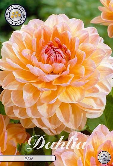 Dahlia Decorative Maya - Svedberga Plantskola AB - Köp växter Online med hemleverans.