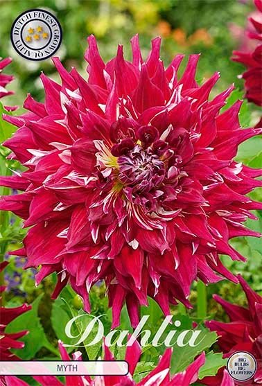 Dahlia Decorative Myth - Svedberga Plantskola AB - Köp växter Online med hemleverans.
