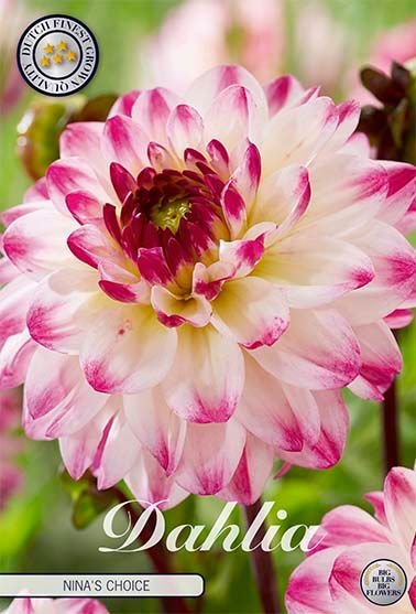 Dahlia Decorative Nina's Choice (Nyhet) - Svedberga Plantskola AB - Köp växter Online med hemleverans.