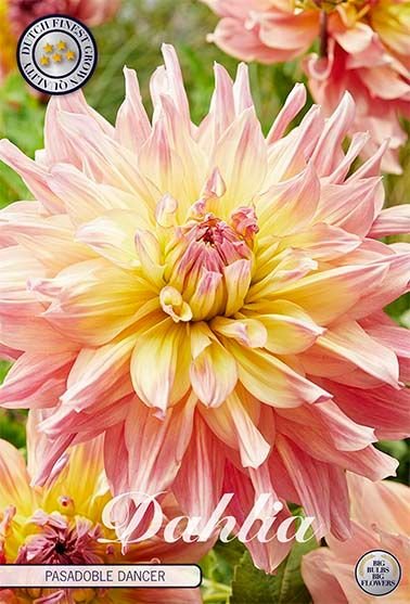 Dahlia Decorative Pasadoble Dancer (Nyhet) - Svedberga Plantskola AB - Köp växter Online med hemleverans.