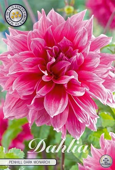 Dahlia Decorative Penhill Dark Monarch - Svedberga Plantskola AB - Köp växter Online med hemleverans.