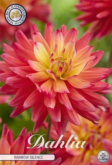 Dahlia Decorative Rainbow Silence - Svedberga Plantskola AB - Köp växter Online med hemleverans.
