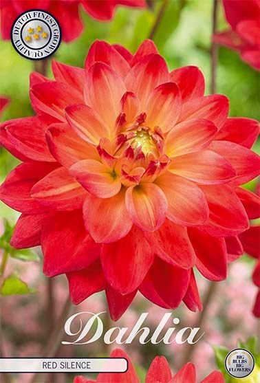 Dahlia Decorative Red Silence - Svedberga Plantskola AB - Köp växter Online med hemleverans.
