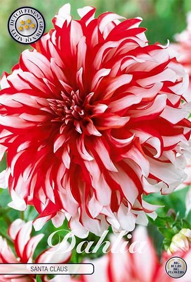 Dahlia Decorative Santa Claus (Nyhet) - Svedberga Plantskola AB - Köp växter Online med hemleverans.