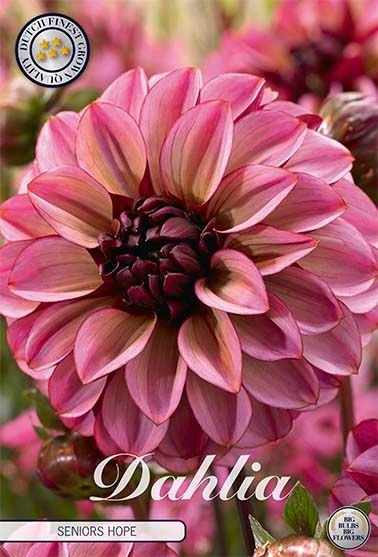 Dahlia Decorative Senior's Hope (Nyhet) - Svedberga Plantskola AB - Köp växter Online med hemleverans.