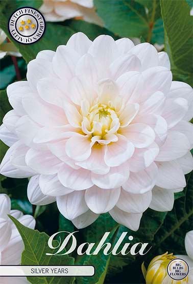 Dahlia Decorative Silver Years - Svedberga Plantskola AB - Köp växter Online med hemleverans.
