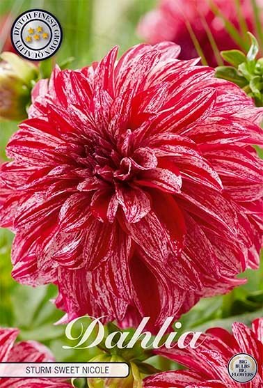 Dahlia Decorative Sturm Sweet Nicole (Nyhet) - Svedberga Plantskola AB - Köp växter Online med hemleverans.