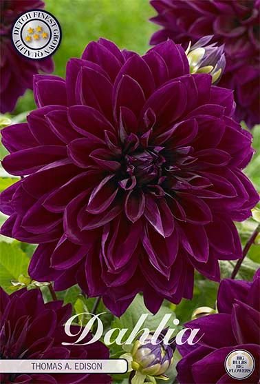 Dahlia Decorative Thomas A. Edison - Svedberga Plantskola AB - Köp växter Online med hemleverans.