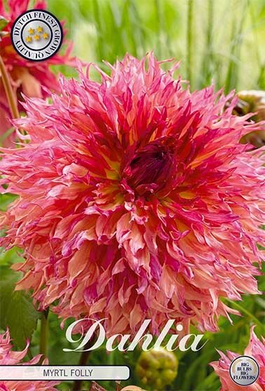 Dahlia Fubuki Myrtl Folly - Svedberga Plantskola AB - Köp växter Online med hemleverans.
