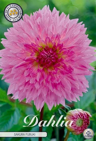 Dahlia Fubuki Sakura - Svedberga Plantskola AB - Köp växter Online med hemleverans.