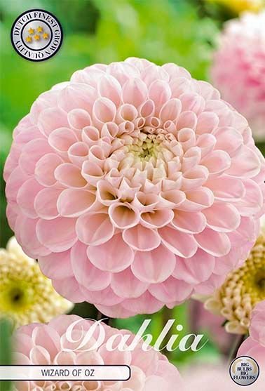 Dahlia Pompon Wizard of Oz - Svedberga Plantskola AB - Köp växter Online med hemleverans.