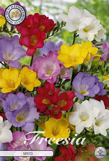 Freesia Double Mixed 15 -pack - Svedberga Plantskola AB - Köp växter Online med hemleverans.