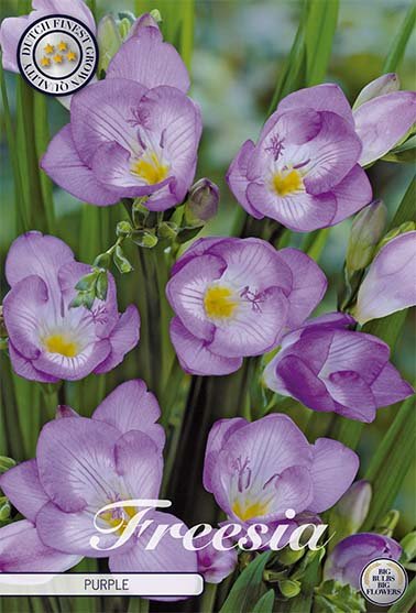 Freesia Single Purple 15 -pack - Svedberga Plantskola AB - Köp växter Online med hemleverans.