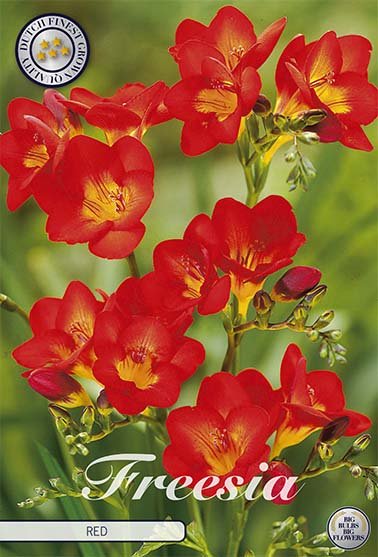 Freesia Single Red 15 -pack - Svedberga Plantskola AB - Köp växter Online med hemleverans.