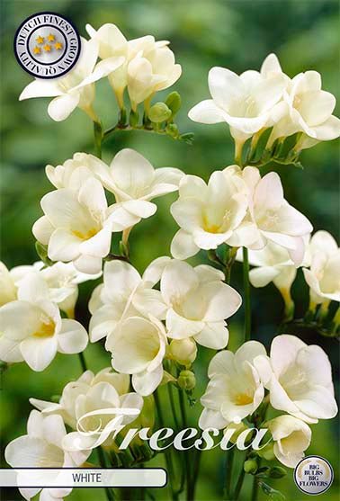 Freesia Single White 15 -pack - Svedberga Plantskola AB - Köp växter Online med hemleverans.