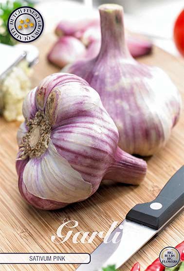 Garlic White 3-pack - Svedberga Plantskola AB - Köp växter Online med hemleverans.