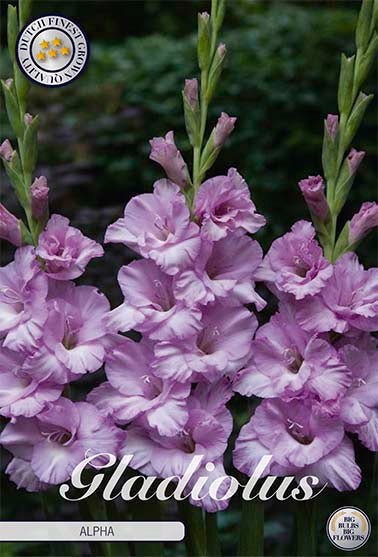 Gladiolus Alpha 10-pack - Svedberga Plantskola AB - Köp växter Online med hemleverans.