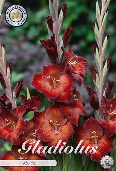 Gladiolus Azurro 10-pack - Svedberga Plantskola AB - Köp växter Online med hemleverans.