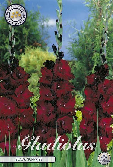 Gladiolus Blue Isle 10-pack - Svedberga Plantskola AB - Köp växter Online med hemleverans.