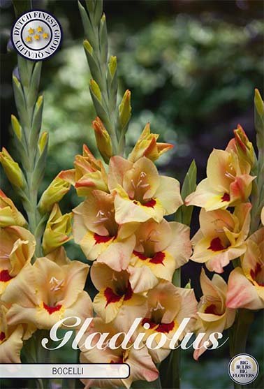 Gladiolus Bocelli 10-pack - Svedberga Plantskola AB - Köp växter Online med hemleverans.
