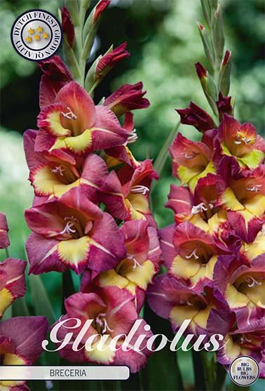 Gladiolus Breceria 10-pack - Svedberga Plantskola AB - Köp växter Online med hemleverans.