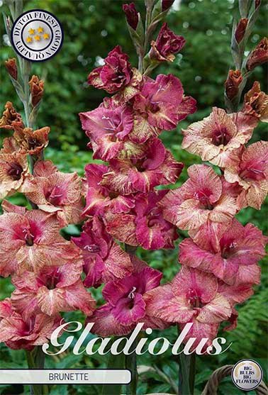 Gladiolus Brunette 10-pack - Svedberga Plantskola AB - Köp växter Online med hemleverans.