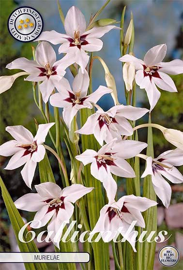 Gladiolus Callianthus 10 -pack - Svedberga Plantskola AB - Köp växter Online med hemleverans.