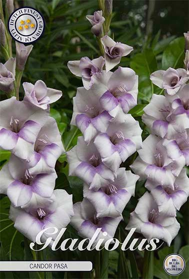 Gladiolus Candor Pasa 10-pack - Svedberga Plantskola AB - Köp växter Online med hemleverans.