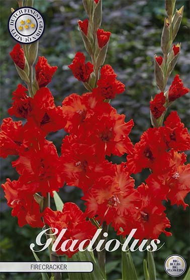 Gladiolus Firecracker 10-pack - Svedberga Plantskola AB - Köp växter Online med hemleverans.