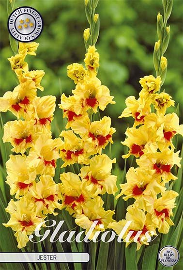 Gladiolus Jester 10-pack - Svedberga Plantskola AB - Köp växter Online med hemleverans.