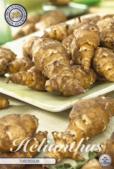 Helianthus Tuberosum 1-pack - Svedberga Plantskola AB - Köp växter Online med hemleverans.
