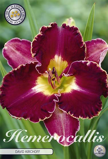 Hemerocallis David Kirchoff 1-pack - Svedberga Plantskola AB - Köp växter Online med hemleverans.