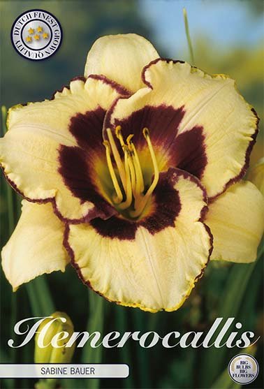 Hemerocallis Sabine Bauer 1-pack - Svedberga Plantskola AB - Köp växter Online med hemleverans.