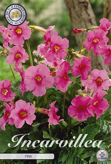Incarvillea Pink 1-pack - Svedberga Plantskola AB - Köp växter Online med hemleverans.